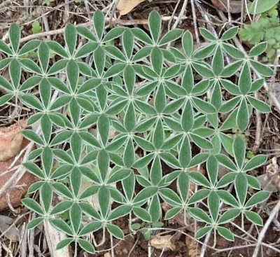 Fleur de vie, géométrie du Vivant