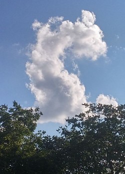 Un bébé dragon