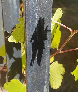Un lutin des Vignes